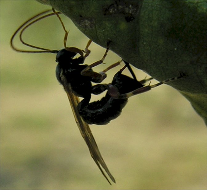 larve di lepidottero defoliatore: Clostera anastomosis